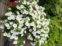 c089.webp