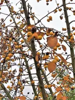 IMG_20201124_093830_1.jpg