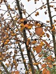 IMG_20201124_093830_1.jpg