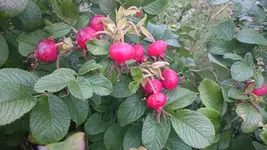 DSC_0942 (7).webp