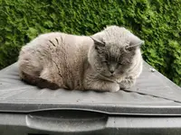 Kiki.webp