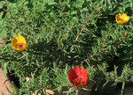 2021Portulaca.jpg