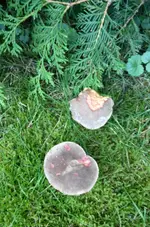 Pilz3.webp