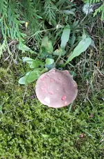 Pilz2.webp