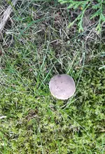 Pilz.webp