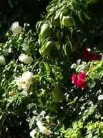 DSC02005.webp