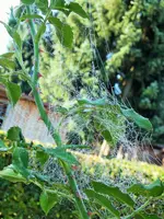 DSCF5029 (2).webp