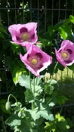 rosa Mohn.webp