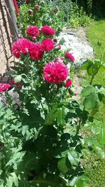 Puschelmohn.webp