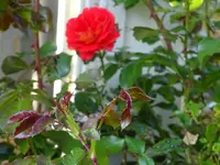 DSC02019.JPG