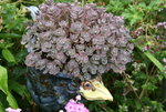 Sedum  0120.JPG