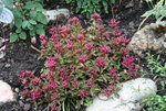 Sedum  0121.JPG