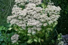 Sedum  0220.webp