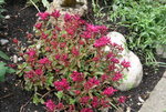 Sedum  0221.JPG