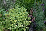 Sedum  0321.JPG