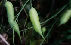 2021nbknnt01.webp 2021nbknnt01.webp