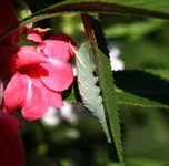 2021Raupe.webp