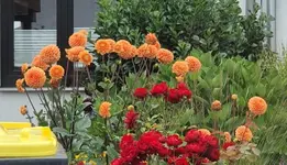 Blume aber Name unbekannt.webp
