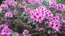 DSC_0622 (5).webp