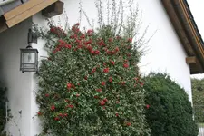 Feuerdorn0118.webp