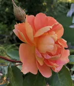 683B457B-156A-4564-AA81-3A0F04FD3DCE.webp