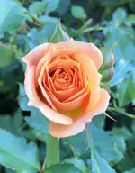 26595632-530C-42FA-82EA-C7C38CC74301.webp