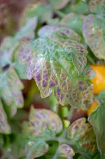 mosaikvirus.webp