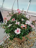 IMG_20210906_185515.webp