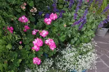 Terasse     3521.webp