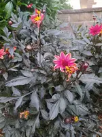 IMG_20210906_193525.webp