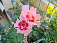 20210908_102644.webp
