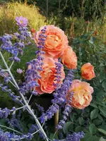 IMG_20210908_183813.webp