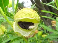 IMG_2378 - v (2).webp