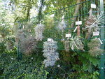 P1050109Tillandsien.JPG