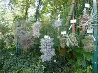 P1050109Tillandsien.webp