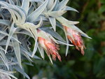 P1050113Tillandsia edithae.JPG