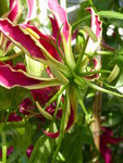 P1050116Ruhmeskrone.JPG
