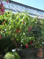 P1050119Baumfuchsie.webp