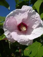 P1050127Roseneibisch.webp