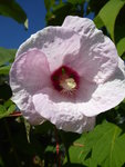P1050127Roseneibisch.JPG