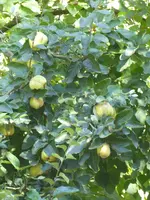 P1050135Quitte.webp