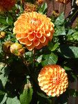 P1050138Dahlie Maarn.JPG