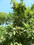 P1050141Weißdornmispel.JPG