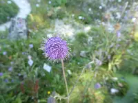 P1050144Teufelsabbiss.webp