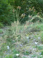 P1050146Karde.webp