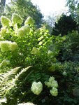 P1050156Rispenhortensie Limelight.JPG