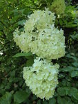 P1050158Rispenhortensie Limelight.JPG