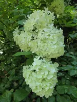 P1050158Rispenhortensie Limelight.webp