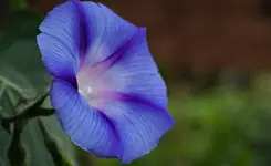 2021blmn155.webp