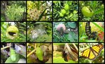 Monarch Raupe bt collage v (2).jpg
